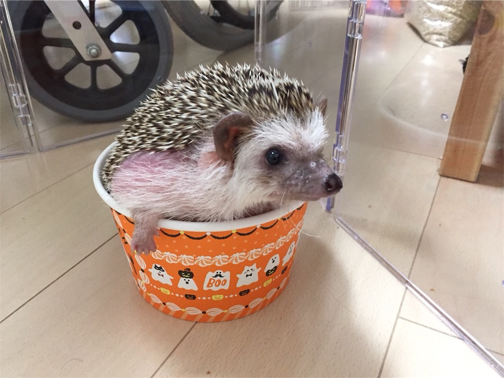 f:id:hedgehog_chacha:20171031204445j:image f:id:hedgehog_chacha:20171031204445j:image