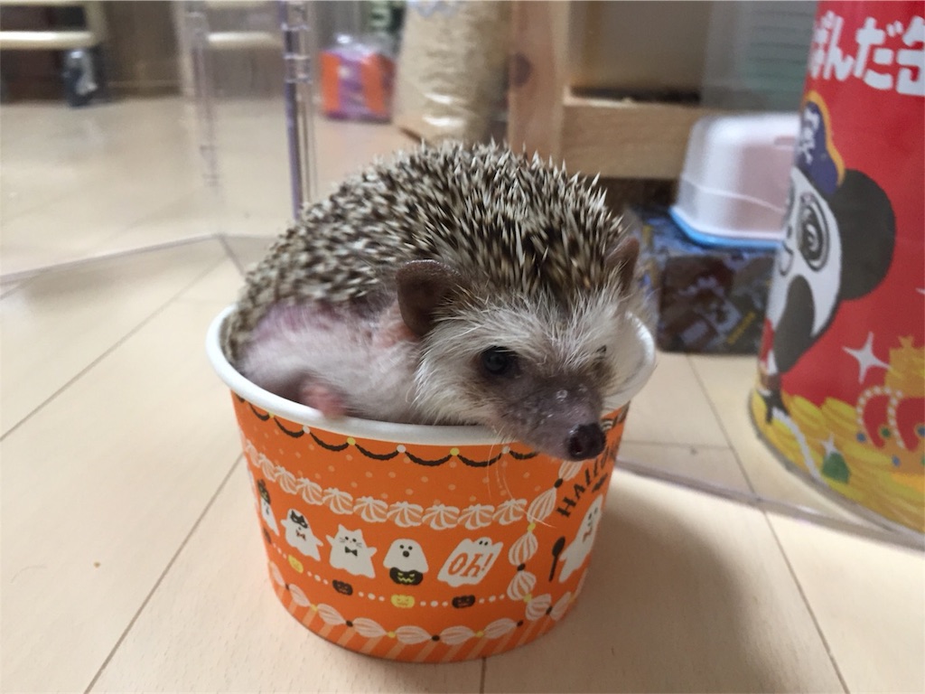 f:id:hedgehog_chacha:20171031204525j:image f:id:hedgehog_chacha:20171031204525j:image