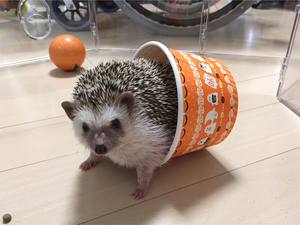 f:id:hedgehog_chacha:20171031204841j:image f:id:hedgehog_chacha:20171031204841j:image