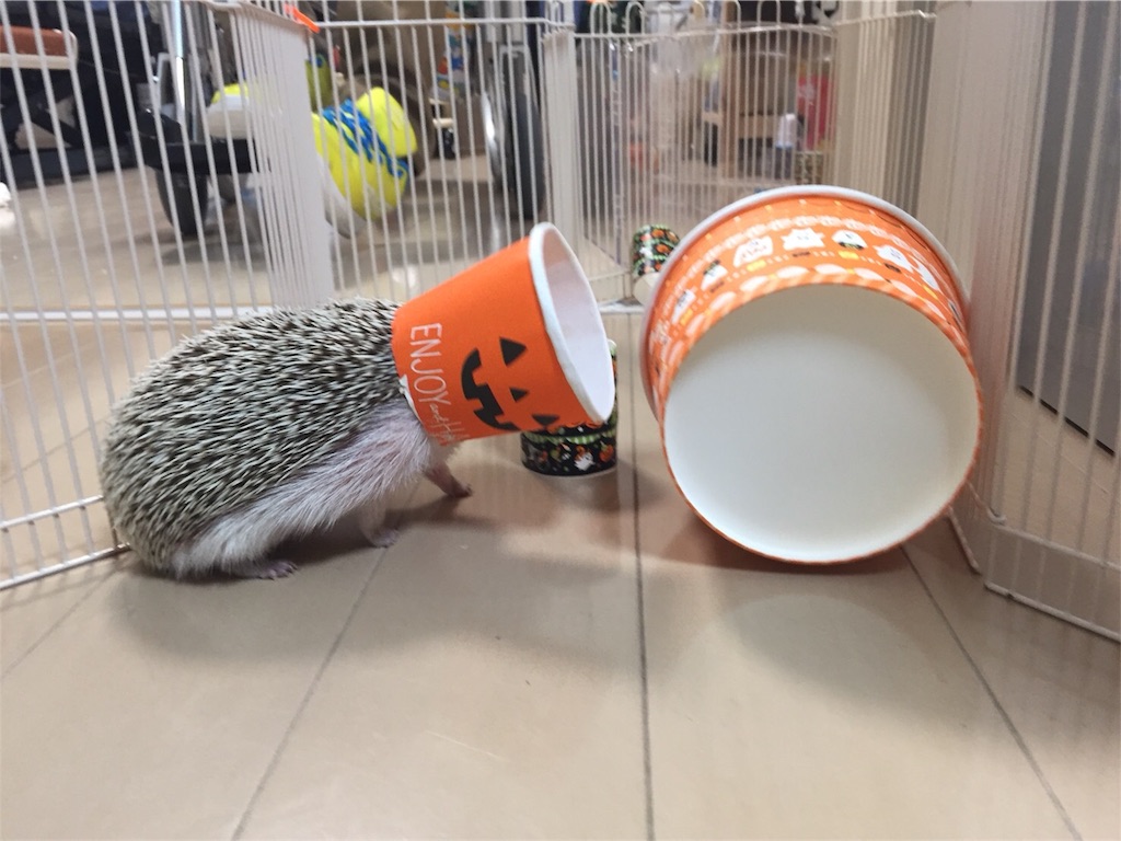 f:id:hedgehog_chacha:20171031205423j:image f:id:hedgehog_chacha:20171031205423j:image