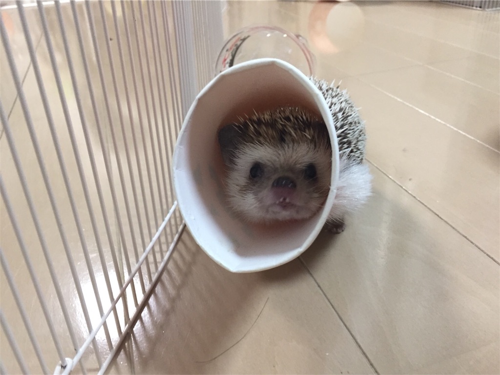 f:id:hedgehog_chacha:20171031205708j:image f:id:hedgehog_chacha:20171031205708j:image