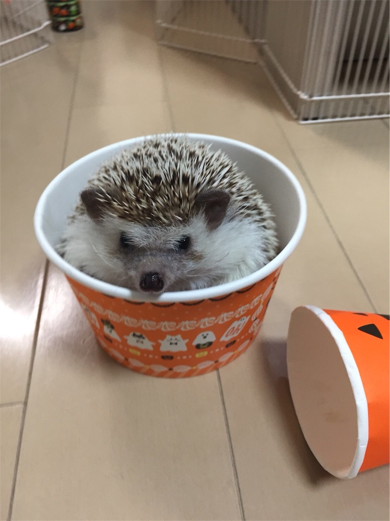 f:id:hedgehog_chacha:20171031210527j:image f:id:hedgehog_chacha:20171031210527j:image