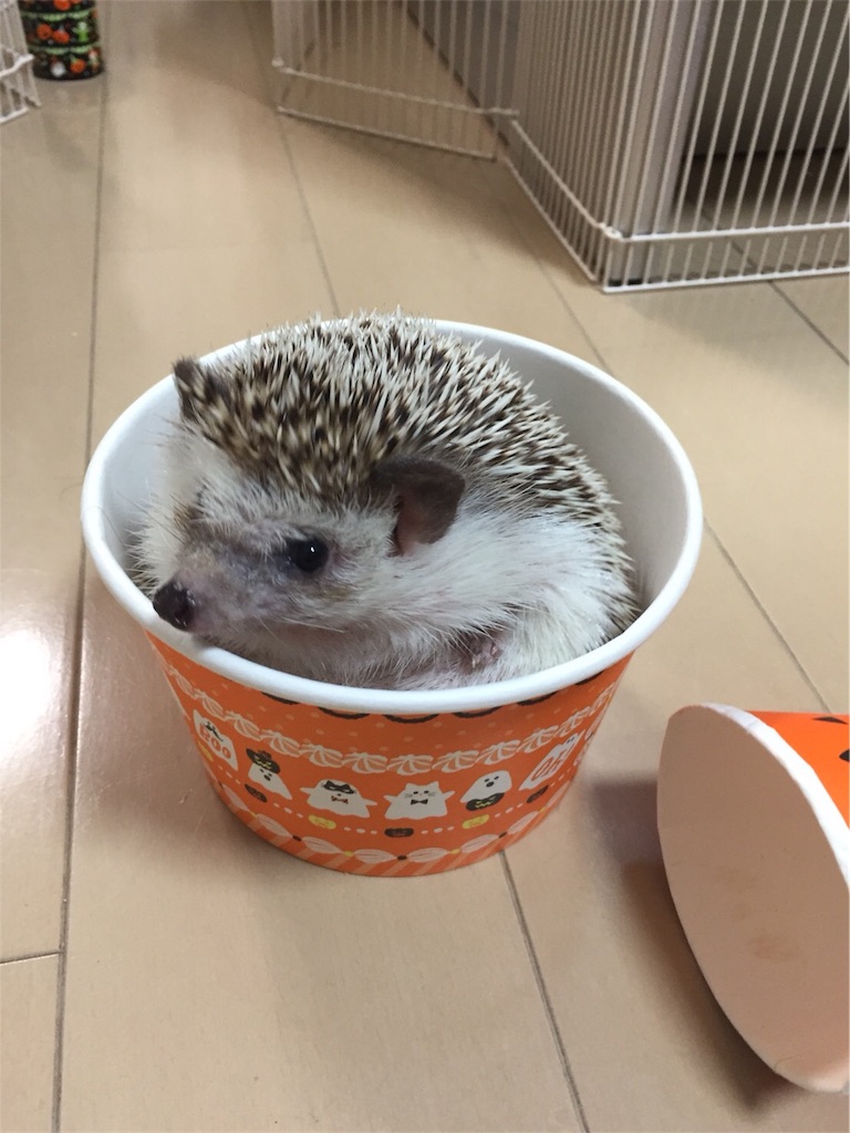 f:id:hedgehog_chacha:20171031210550j:image f:id:hedgehog_chacha:20171031210550j:image