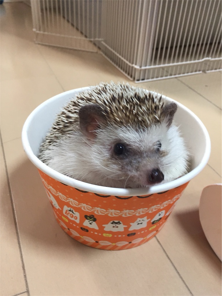 f:id:hedgehog_chacha:20171031210609j:image f:id:hedgehog_chacha:20171031210609j:image