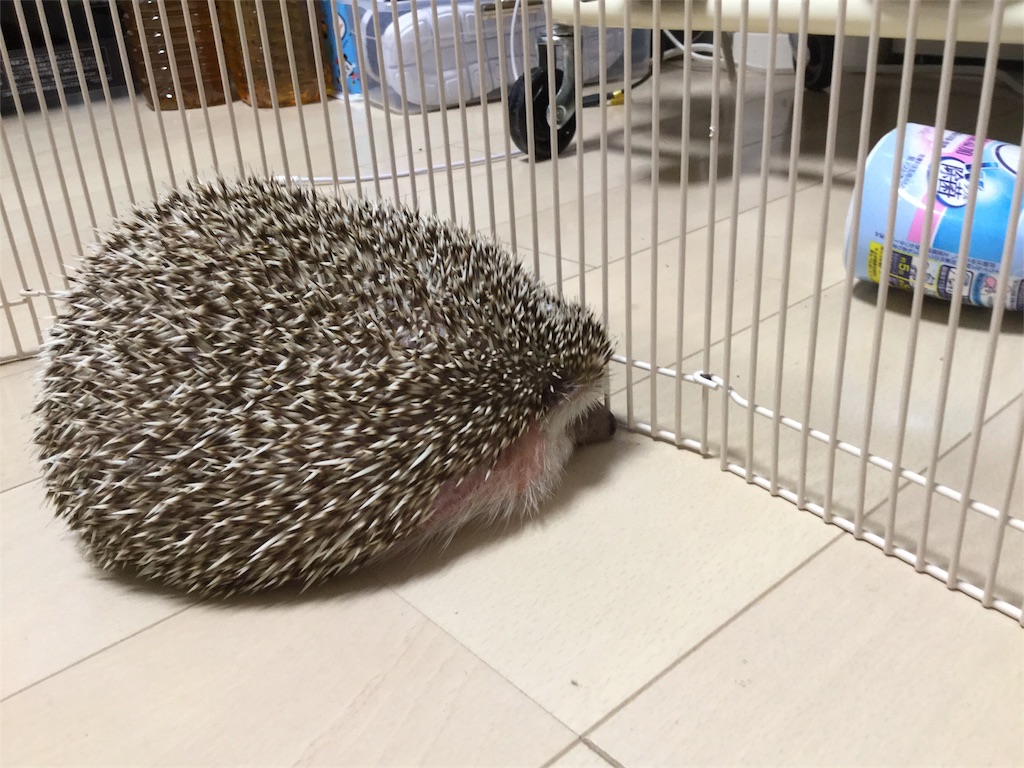 f:id:hedgehog_chacha:20171110204023j:image f:id:hedgehog_chacha:20171110204023j:image