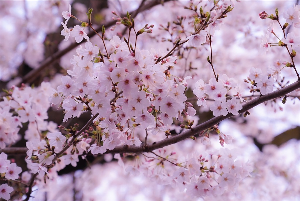 f:id:heemaxx914:20200329151818j:image