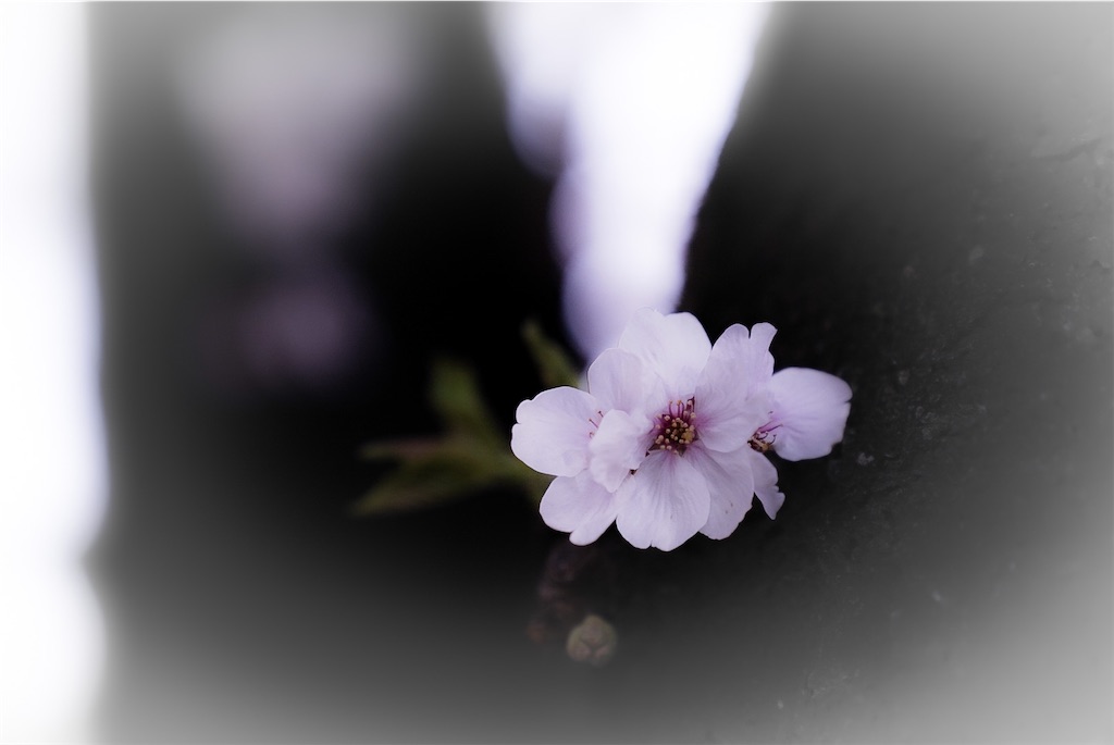 f:id:heemaxx914:20200329151833j:image