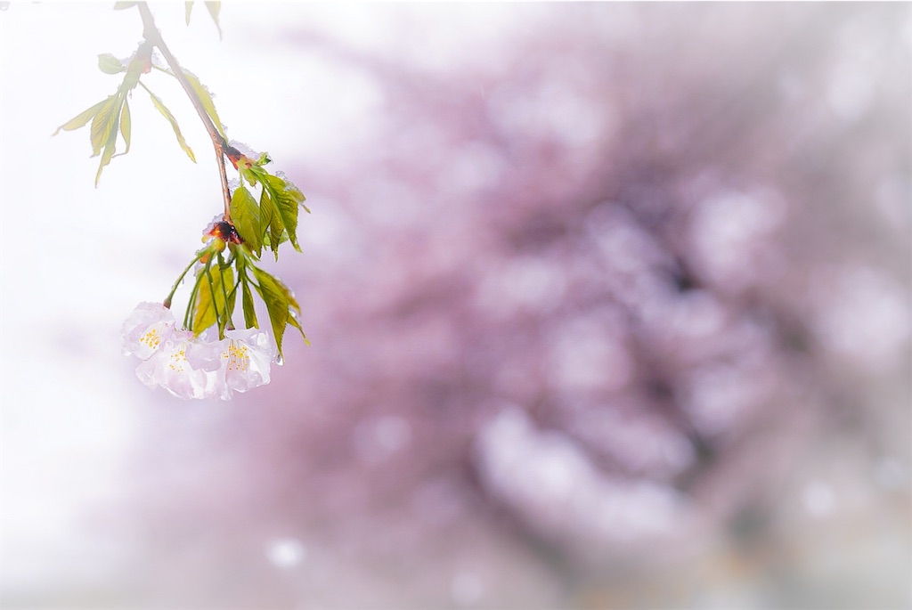f:id:heemaxx914:20200329152305j:image