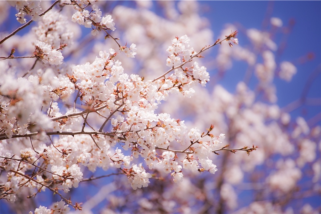 f:id:heemaxx914:20200329180946j:image