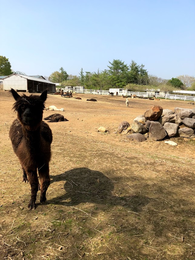 f:id:hei_bon:20180510021317j:plain f:id:hei_bon:20180510021317j:plain