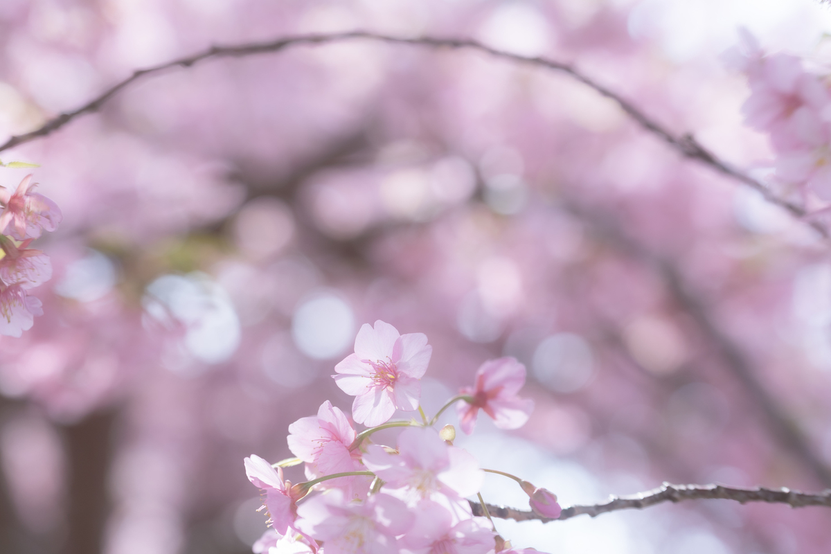 f:id:hei_bon:20220328014909j:plain