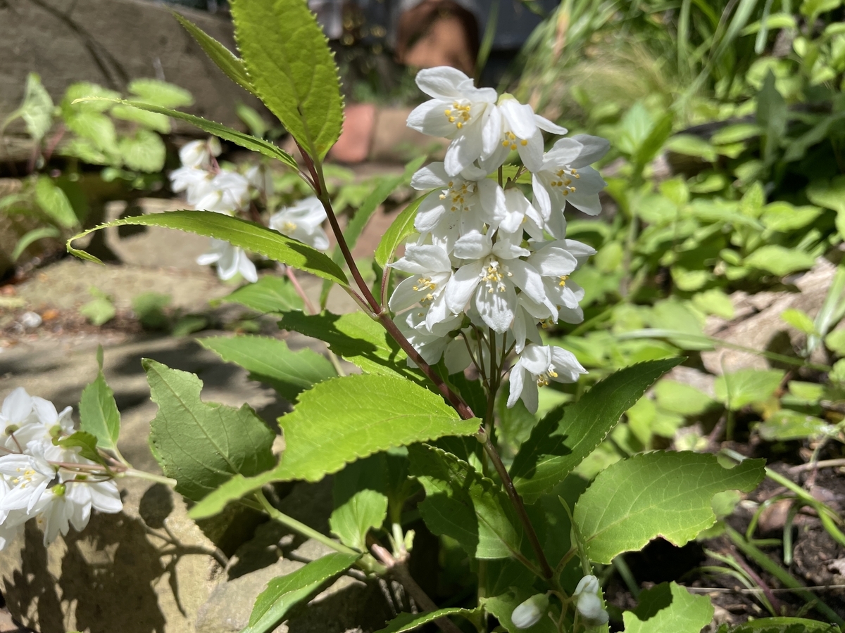 ♬ 卯~の花の匂う… - 平方録 2