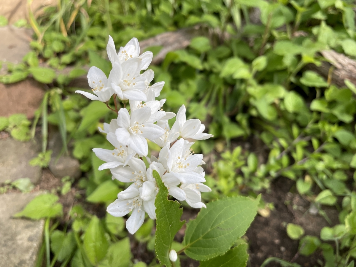 ♬ 卯~の花の匂う… - 平方録 2