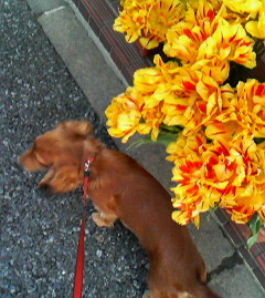 f:id:heimin:20060420172900j:image