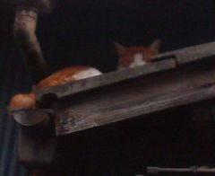 f:id:heimin:20060605161200j:image