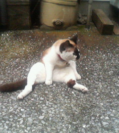 f:id:heimin:20060622174100j:image