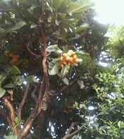 f:id:heimin:20060624162200j:image