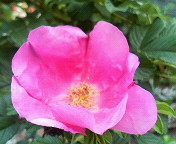f:id:heimin:20060624172500j:image