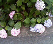 f:id:heimin:20060624174100j:image