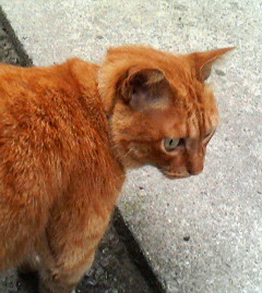 f:id:heimin:20060625143600j:image