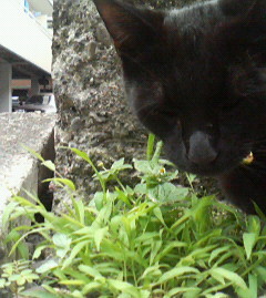 f:id:heimin:20060625144500j:image