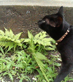 f:id:heimin:20060625144700j:image