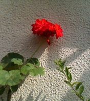 f:id:heimin:20060627150200j:image