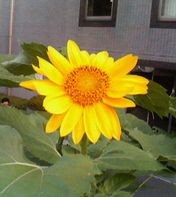 f:id:heimin:20060629181100j:image