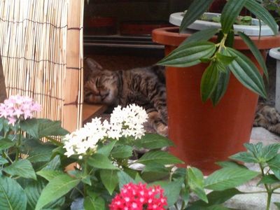 f:id:heimin:20060829172700j:image