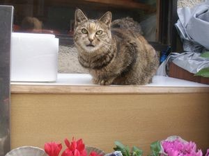 f:id:heimin:20061216113832j:image