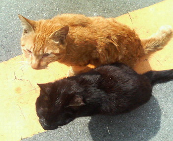 f:id:heimin:20070424211206j:image
