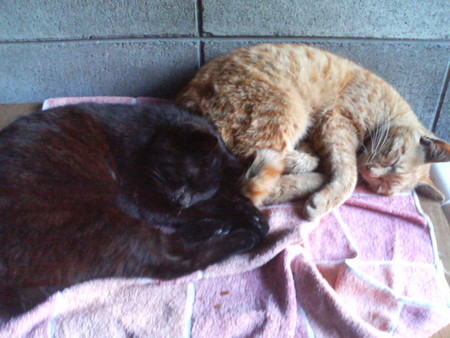 f:id:heimin:20070424212508j:image