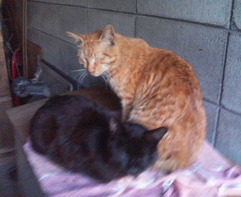 f:id:heimin:20070424213300j:image