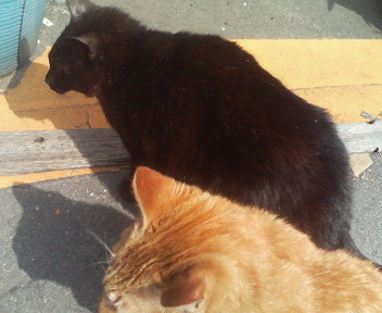f:id:heimin:20070424213301j:image