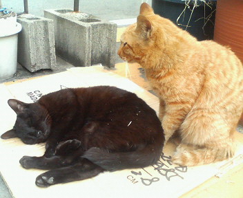 f:id:heimin:20070424213303j:image