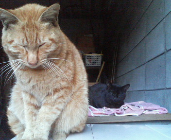f:id:heimin:20070424213639j:image
