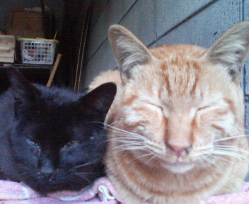 f:id:heimin:20070424213642j:image