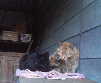 f:id:heimin:20070424213734j:image