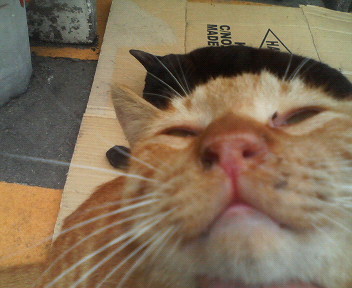 f:id:heimin:20070424213736j:image