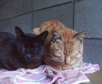 f:id:heimin:20070424213933j:image