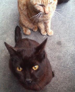 f:id:heimin:20070424213937j:image