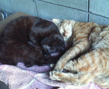 f:id:heimin:20070424214205j:image