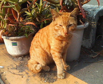 f:id:heimin:20070424214539j:image