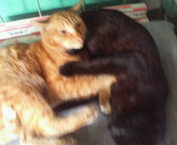 f:id:heimin:20070424214837j:image