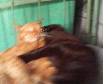 f:id:heimin:20070424214838j:image