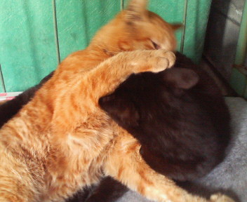f:id:heimin:20070424214839j:image
