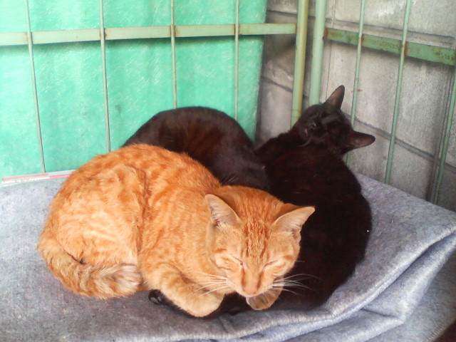 f:id:heimin:20070424215223j:image