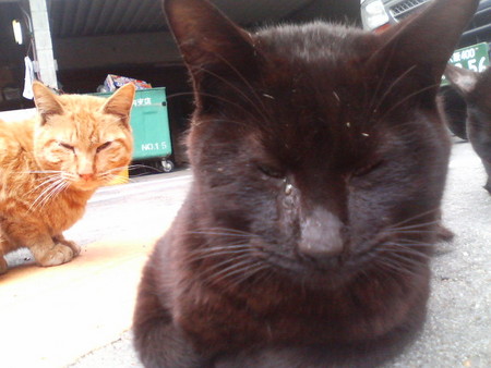 f:id:heimin:20070424215224j:image