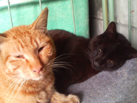 f:id:heimin:20070424215512j:image