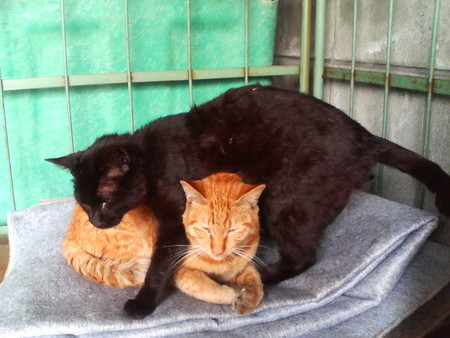 f:id:heimin:20070424215516j:image